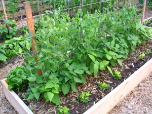 A Raised bed with Peas, Beans and Peanuts.