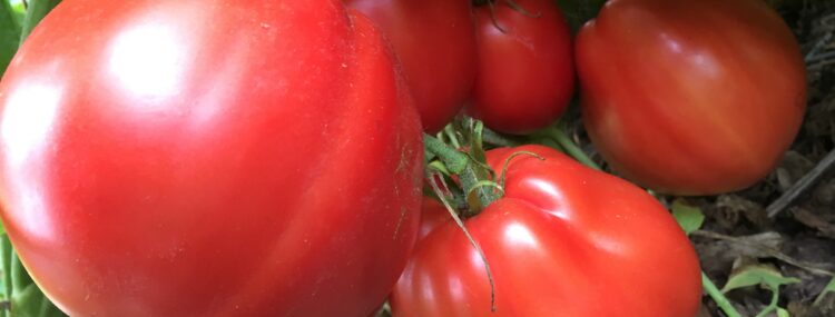 Beefsteaks Red & Rose (Lg)