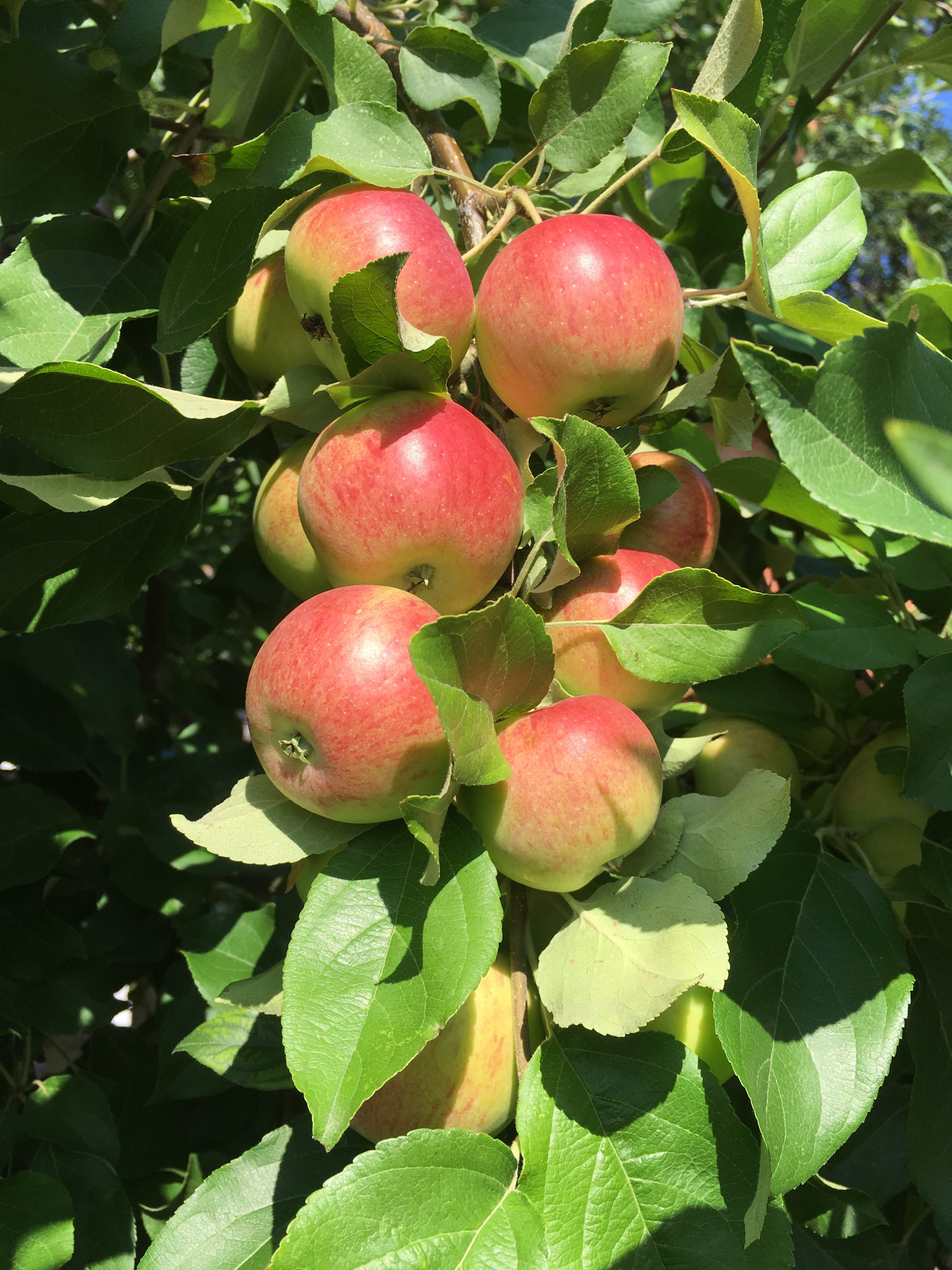 Apple Tree photos… | Mandy's Greenhouse