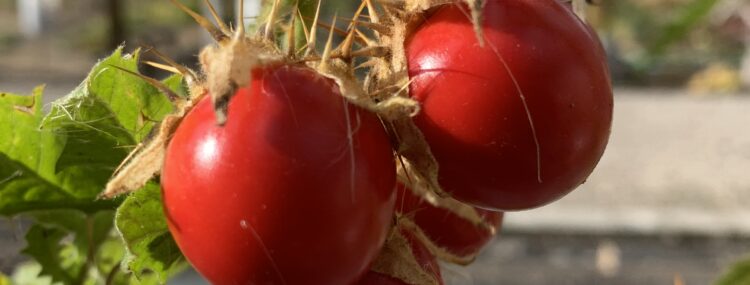 Beefsteaks Red & Rose (Lg)