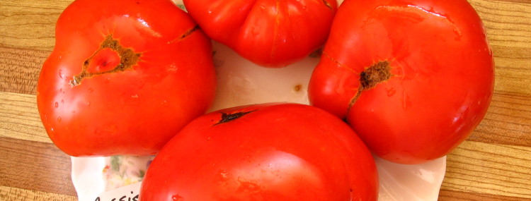 Tomato - Watermelon Beefsteak (IND)