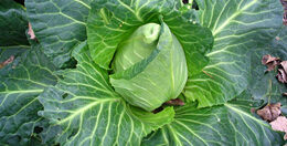 Cabbage  Mandy's Greenhouse