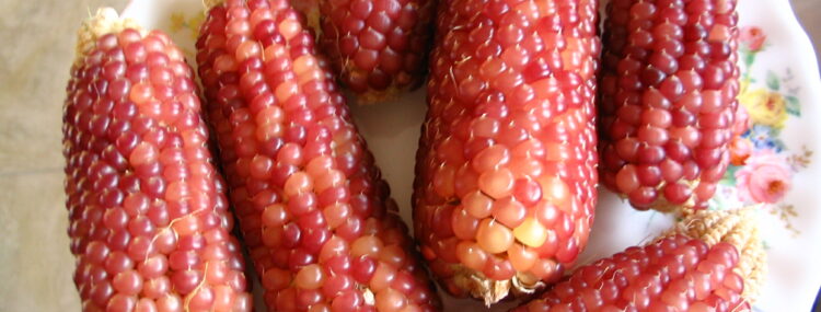 Corn Shahin A Rare Unique & Stunning Chocolate Red Corn Variety!!! 