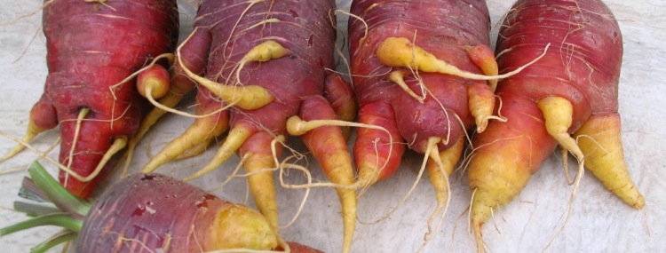 Carrots  Mandy's Greenhouse