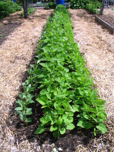 Garden 2014 15 Fava and Reg Bush beans