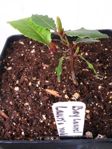 Am Growing my own Bay Leaf! Slow!