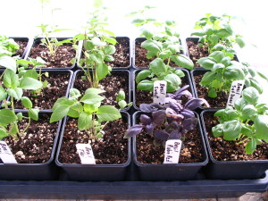Selection of Herbs...Basils