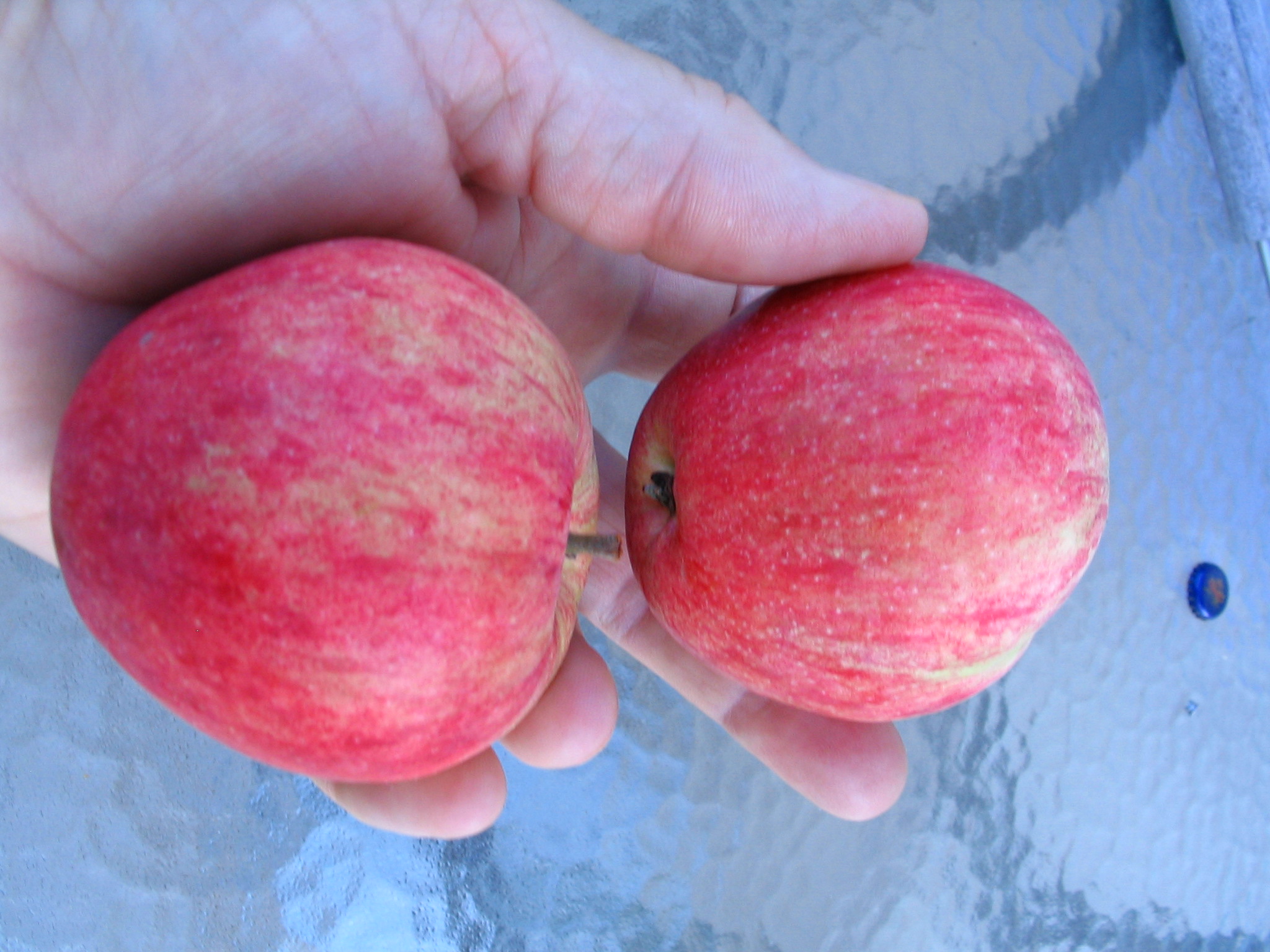 Apple tree photos…Part II Mandy's Greenhouse