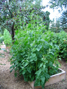 Oh ya! Heather's Uncle's Spinach...as promised almost 6 ft tall!