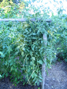 Tomato Tlacoluka Pink plant gone mad!