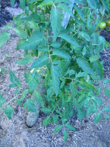 Tomato plant closeup...hoping to keep'em this way.