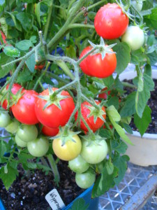 Tomato Whippersnapper
