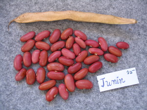 Junin Bean
