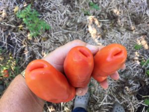 tomato-auria-16