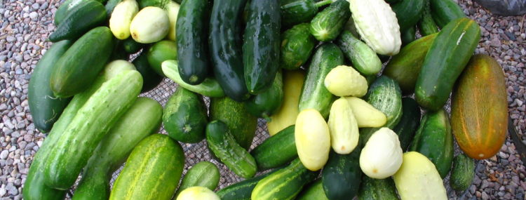 Cucumber | Mandy's Greenhouse